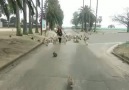 OMG! This is CRAZY! This woman is being chased by RABBITS!