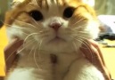 OMG! This kitty is so cute!