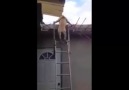 omg!! What a Smart Dog