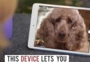 OMG! You can facetime with your pet )Available here
