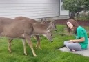 On a scale for 1-10 how beautiful this is girl feeding three Deer