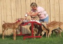 On a scale for 1-10 how beautiful this is job for feeding baby deer