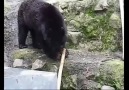 One Bear With Very Special Skills
