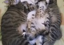 One big happy Kitty Family