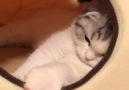 One very sleepy kitty <3