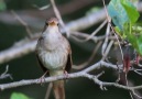 One word for this Beautiful Video Like Beauty Of Birds