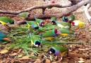 One word for this Beautiful Video Like Bird Lovers