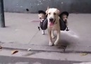 One word for this Beautiful Video Like Pet Lover