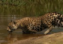 On land the jaguar is kingbut in water