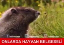 Onlarda ve Bizde Hayvan Belgeseli