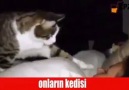 Onların Kedisi-Bizim Kedimiz