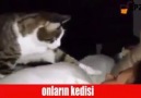 Onların Kedisi Bizim Kedimiz HAHAHAHA =D