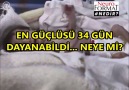 ONLARIN NEYE DAYANAMADIĞINI BİLİYOR MUSUNUZ