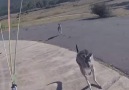 Only in Australia...