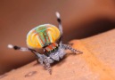 Only in Australia can you find a spider that will DANCE
