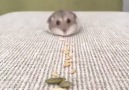 Önünde Ne Varsa Süpürge Gibi Vakumlayan Minik Hamster