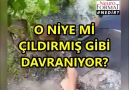 ONUN NEDEN BÖYLE DAVRANDIĞINI GÖRÜNCE ONA HAK VERECEKSİNİZ...