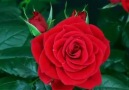 Opening beautiful red rose