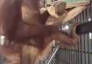 Orangutan builds a hammock