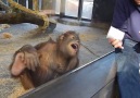 Orangutan Finds Magic Trick Hilarious
