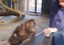 ORANGUTANIN İLÜZYON NUMARASINA TEPKİSİ