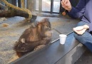 Orangutan kadar güldünüz :)