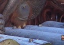 Orangutan Licks Ice