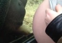 Orangutan Loves the Baby Bump