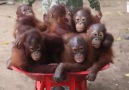 Orangutans Go To School