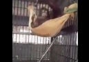 Orangutan ve Hamak