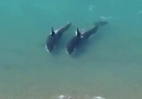 Orcas checking out the beachlife