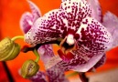 Orchids