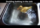 Ördek Yavrusunun Banyo Sevinci