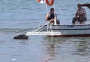 ORDU'DA DENİZE GİREN DOMUZLAR SAHİLE ÇIKMAYA ÇALIŞTI.İŞTE O ANLAR