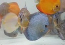 Orhan Discus -