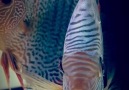 Orhan Discus - Albino&ampintermediate LSS...