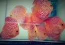 Orhan Discus - Checkerboard Discus...