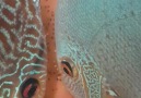 Orhan Discus - First time first babies...