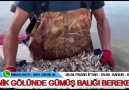 Orhangazi TV - İznik Gölünde Gümüş Balığı Bereketi Facebook