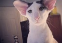 Oriental Shorthair Cat Looks Like Dobby