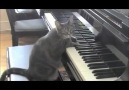 Orkestra eşliğinde piyano çalan kedi..