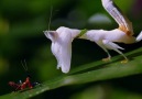 Orkide Peygamber Devesi Yavruları