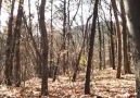 Ormanda görülen hayalet ! ( 18)