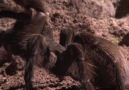 Ormanda Tarantula Avı