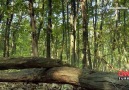Ormanın Bereketi Sincaplar Şenlikte