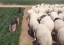 Ortaköy Habercim - Görevini iyi yapan çoban köpeği Facebook