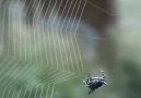 Örümcek Ağında Allah'ı Görebilmek