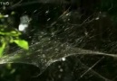 Örümcek Ağıyla Zargana Yakalamak