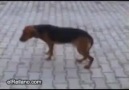 Oryantal Oynayan Köpek