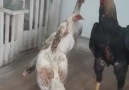 - O Shamo rooster and Japan Shamo hens my ....